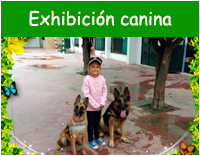 Exhibición canina